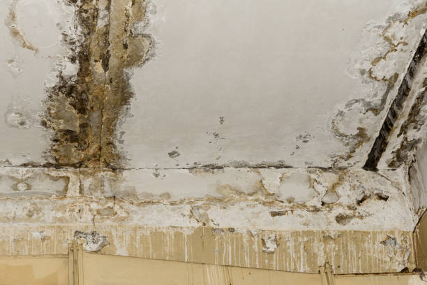 Best HVAC Mold Inspection and Cleaning  in Americus, GA