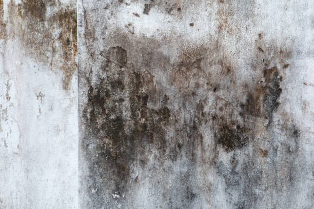 Best Mold Odor Removal Services  in Americus, GA