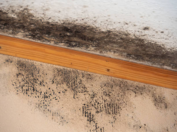 Mold Documentation for Insurance Claims in Americus, GA