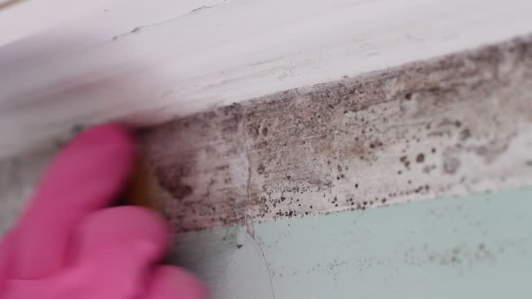 Best Black Mold Removal  in Americus, GA